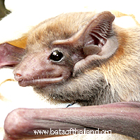 Taphozous melanopogon